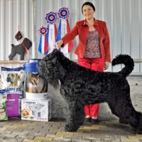 Chiot terrier noir russe #1