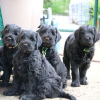 Chiot terrier noir russe #2