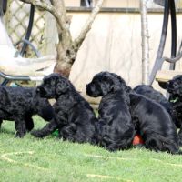 Chiot terrier noir russe #4