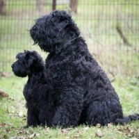 Chiot terrier noir russe #0