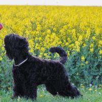 Chiot terrier noir russe #6