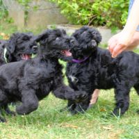 Chiot terrier noir russe #7