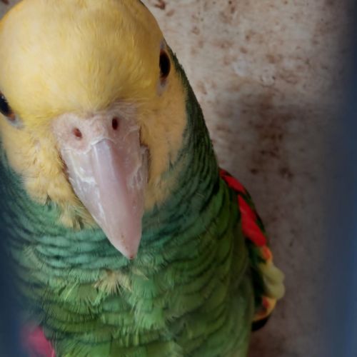 Échange couple amazone #0