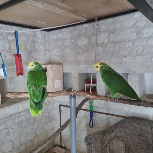 Échange couple amazone #2