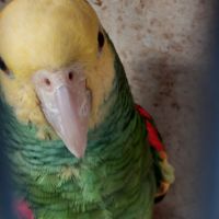 Échange couple amazone