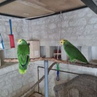 Échange couple amazone #2