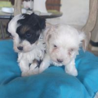 Type bichon havanais