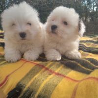 Coton de tulear