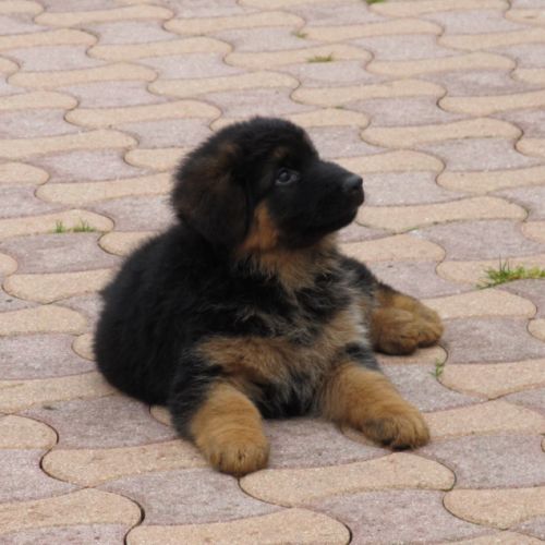 Chiot lof poils longs disponibles #1