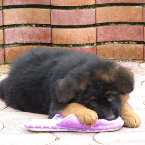 Chiot lof poils longs disponibles #0