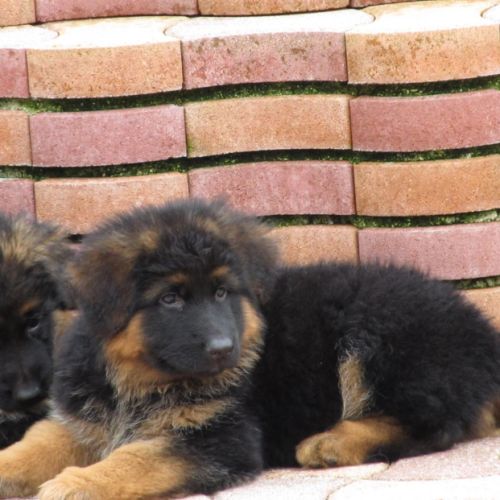 Chiot lof poils longs disponibles #5