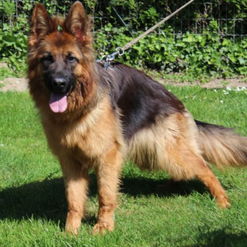 Chiot lof poils longs disponibles #6