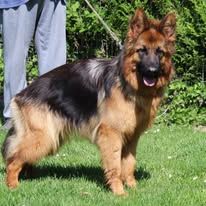 Chiot lof poils longs disponibles #7