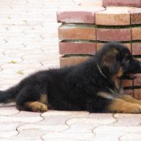 Chiot lof poils longs disponibles #3