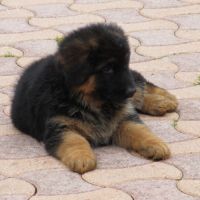 Chiot lof poils longs disponibles #4