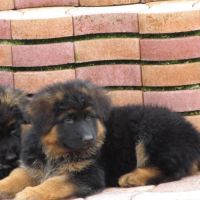 Chiot lof poils longs disponibles #5