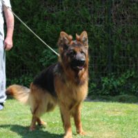 Chiot lof poils longs disponibles #9