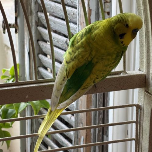 Perruches anglaises #2