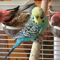 Perruches anglaises #0