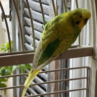 Perruches anglaises #2