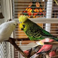 Perruches anglaises #3