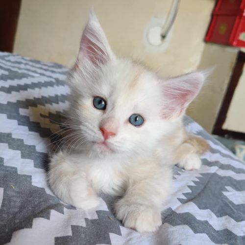 Chatons maine coon loof #3