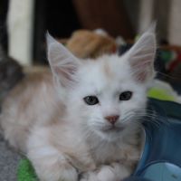 Chatons maine coon loof #1