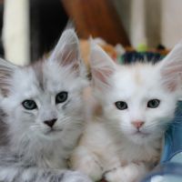 Chatons maine coon loof