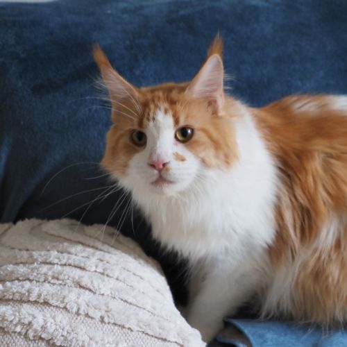 Superbe femelle maine coon #2