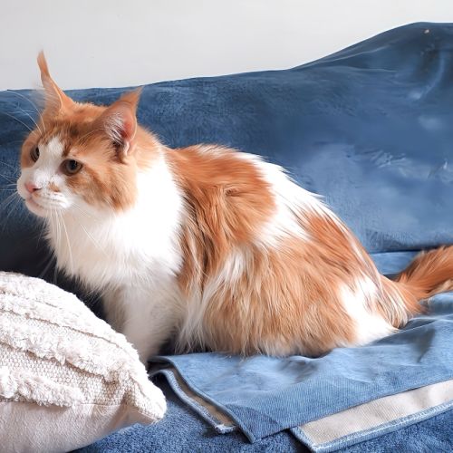 Superbe femelle maine coon