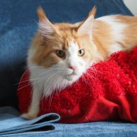 Superbe femelle maine coon #1