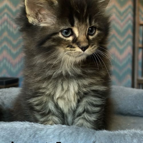 5 bb maine coon mâles #2