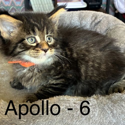 5 bb maine coon mâles #4