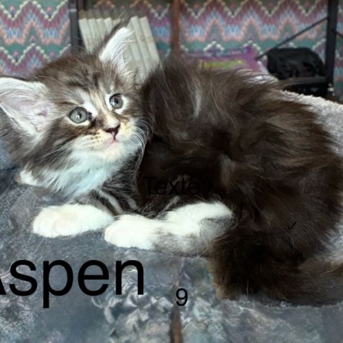 5 bb maine coon mâles #5