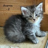5 bb maine coon mâles