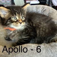 5 bb maine coon mâles #4