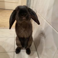 Don lapin bélier mâle 3 ans #2