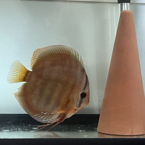 Couple discus adulte 18-20cm #1