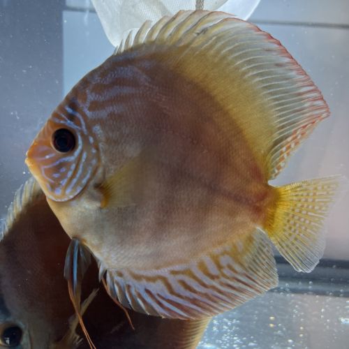 Couple discus adulte 18-20cm #5