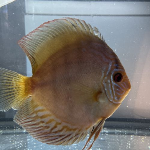 Couple discus adulte 18-20cm #6