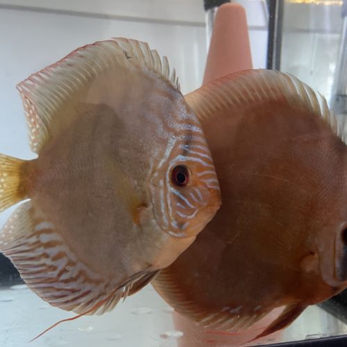 Couple discus adulte 18-20cm #9