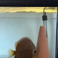 Couple discus adulte 18-20cm #2