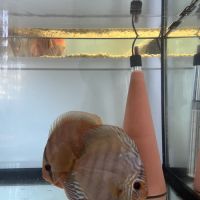Couple discus adulte 18-20cm