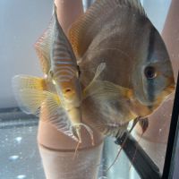 Couple discus adulte 18-20cm #4