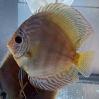 Couple discus adulte 18-20cm #5