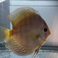 Couple discus adulte 18-20cm #6