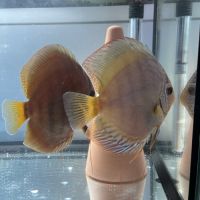 Couple discus adulte 18-20cm #7