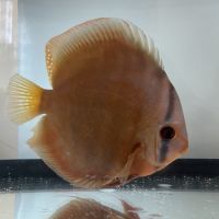 Couple discus adulte 18-20cm #8