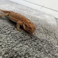 Pogona de 3ans et demi