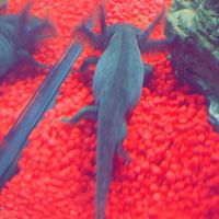 Cherche nouvelle maison pour mon axo #0